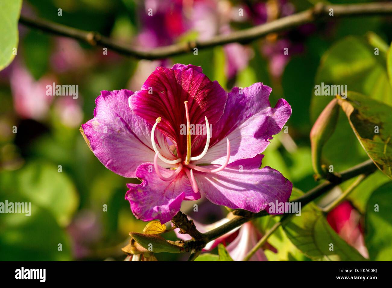 Gros plan de l'Orchid Tree (Bauhinia Variegata Purpurea) à Sydney, Nouvelle-Galles du Sud, Australie (photo de Tara Chand Malhotra)a Banque D'Images