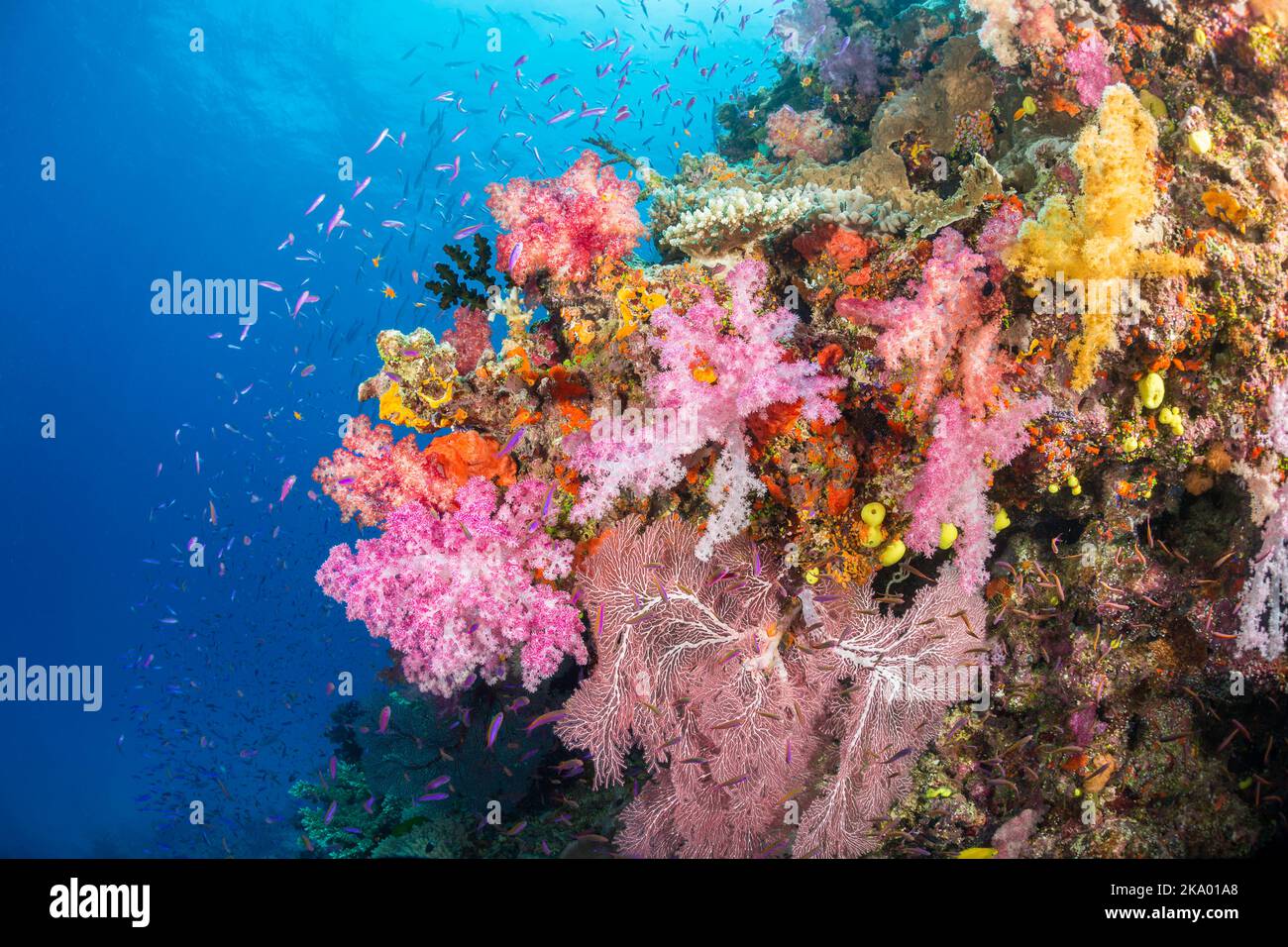 Le corail alconarien et gorgonien avec des anthias scolaires domine cette scène de récif fidjien colorée. Banque D'Images