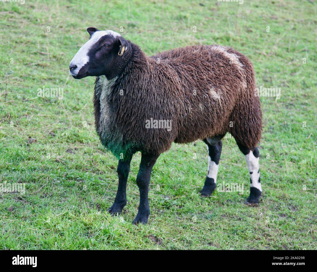 Un beau mouton regardant dans le centre du village de Downham, Lancashire, Royaume-Uni, Europe Banque D'Images