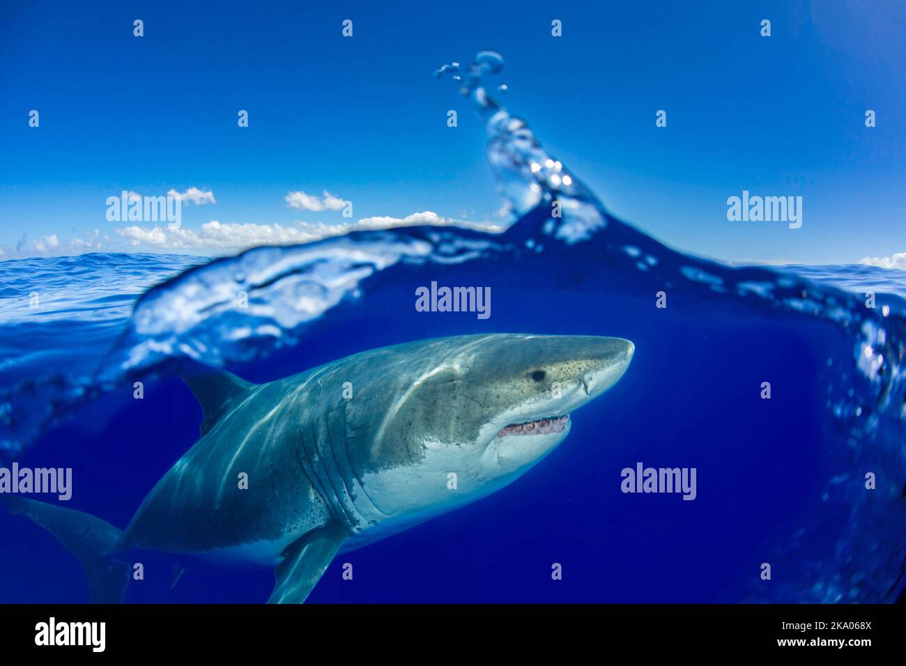 Ce grand requin blanc, Carcharodon carcharias, a été photographié au large de l'île de Guadalupe, au Mexique. Banque D'Images