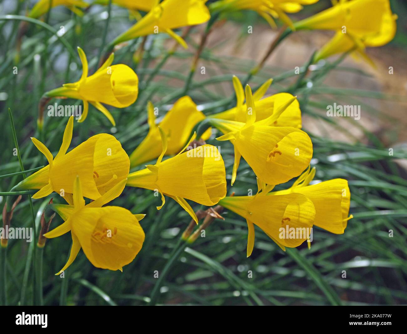 Bouquet de fleurs en forme de cône jaune vif de Spring bulbes dans le jardin de Surrey, Angleterre, Royaume-Uni Banque D'Images