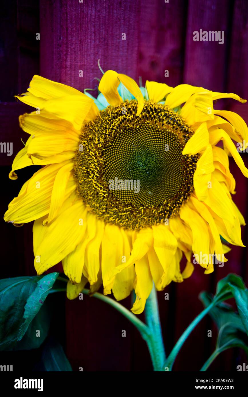 Tête de tournesol sauvage Banque D'Images
