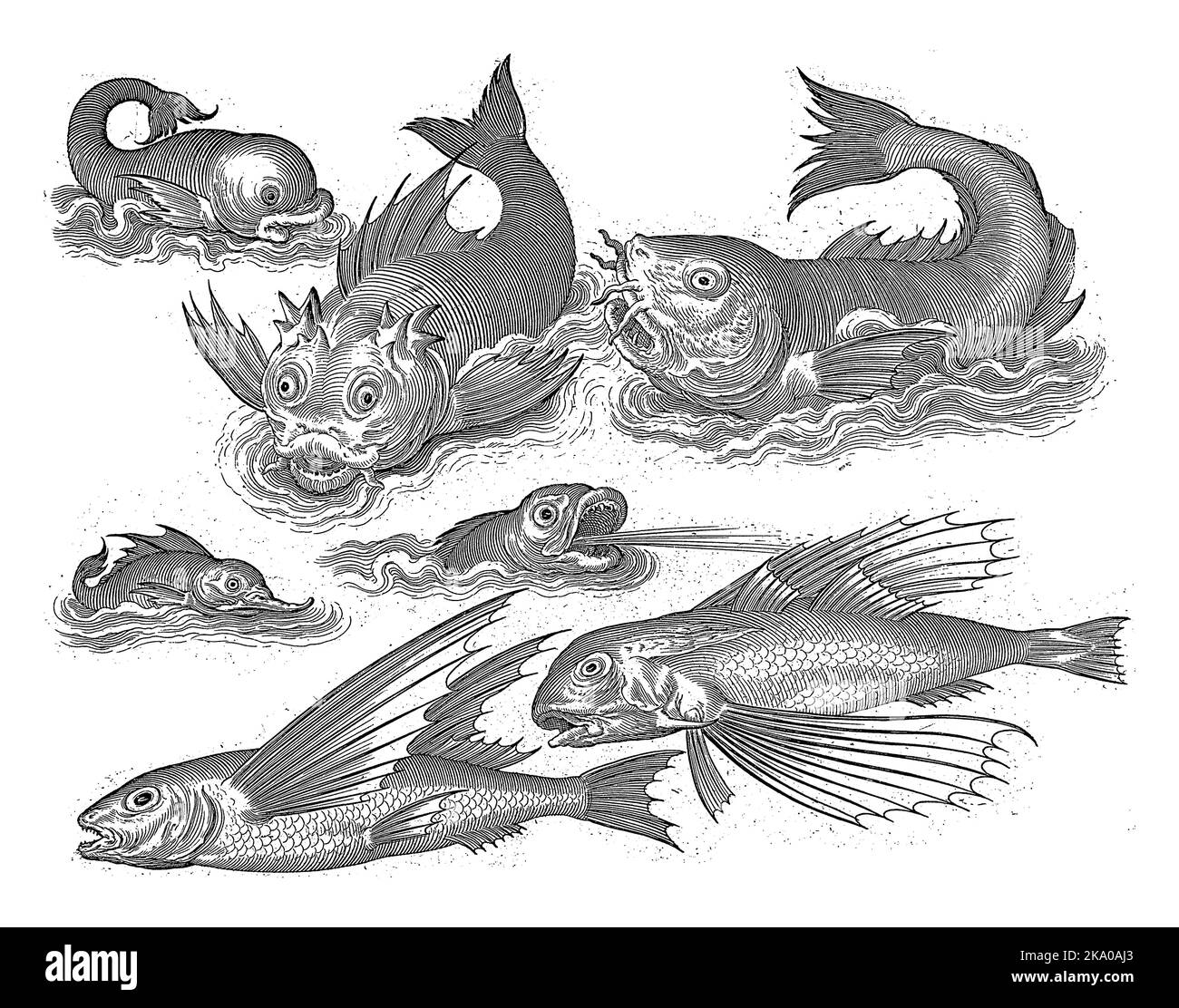 Des animaux aquatiques fantastiques, des inscriptions en latin et en néerlandais identifient un dauphin et un cachalot, entre autres. Banque D'Images