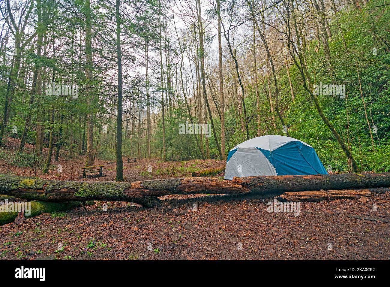 Camping calme dans les Appalaches au printemps dans le parc national des Great Smoky Mountains en Caroline du Nord Banque D'Images