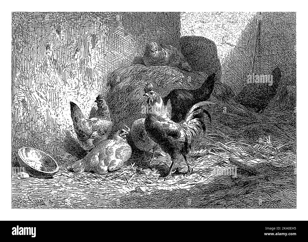 Poulets et coq dans la paille, Charles Emile Jacque, 1864, gravé d'époque. Banque D'Images
