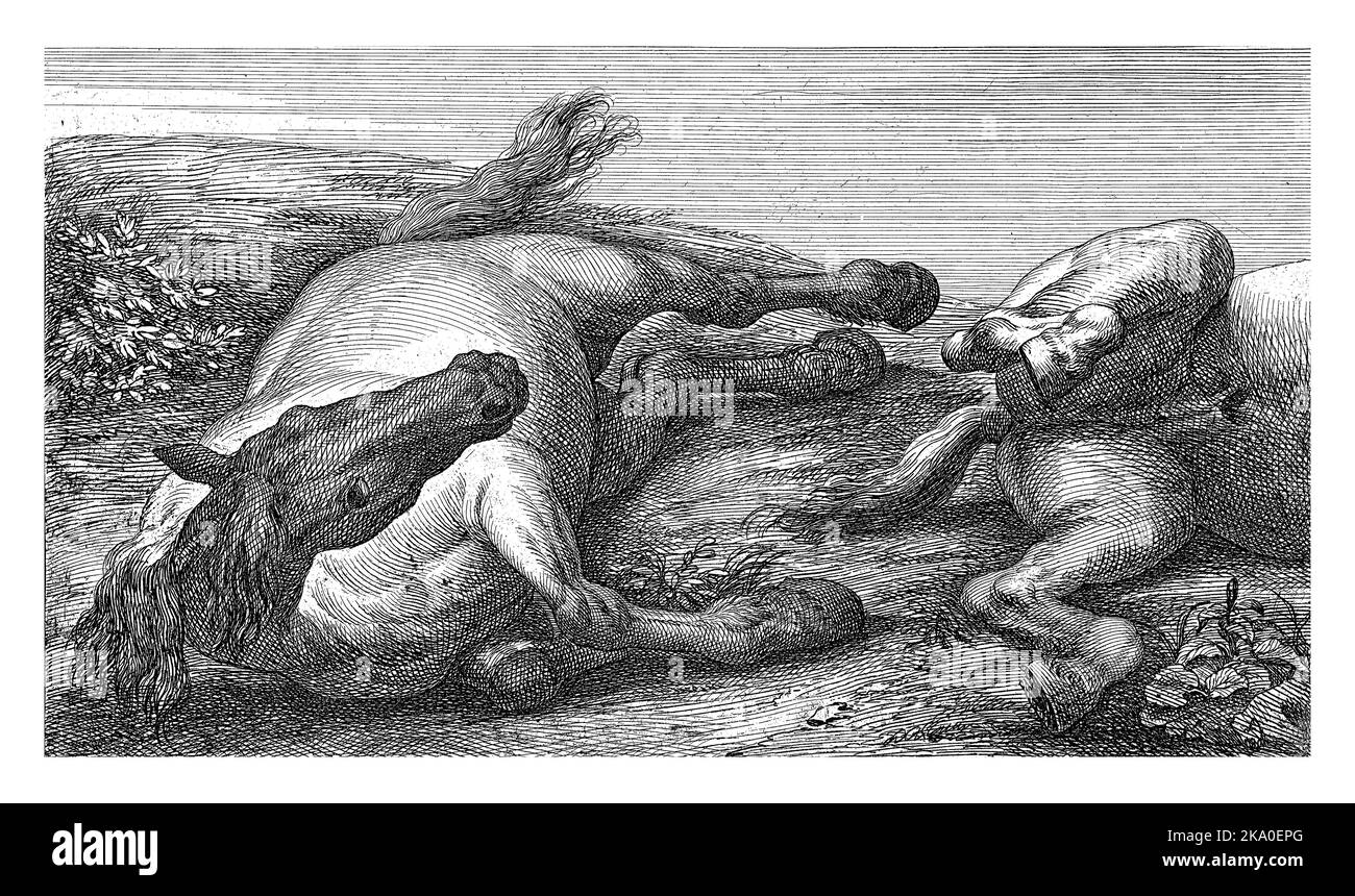 Sur la gauche un cheval couché sur le côté droit vu de l'avant. Sur la droite, le dos d'un cheval allongé sur son ventre. Banque D'Images