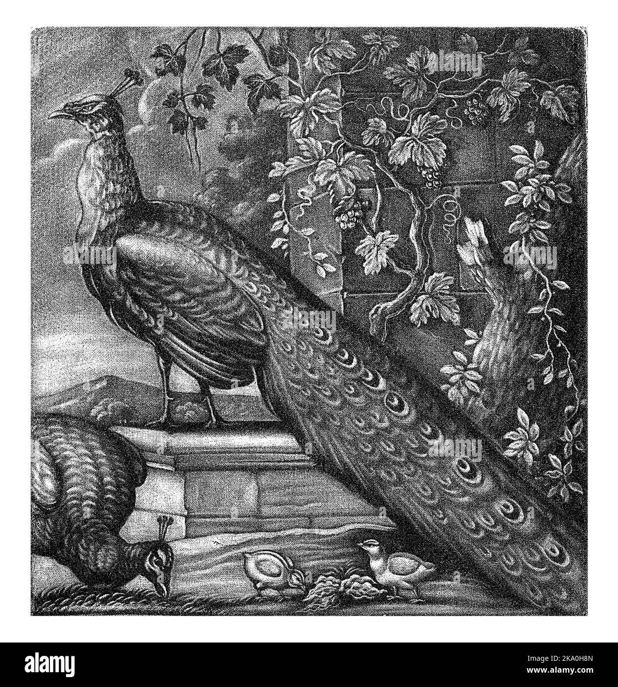 Pauwen, Jan Griffier (I), 1667 - 1718 deux paons avec deux poussins à une fontaine surcultivée de raisins, gravées de millésime. Banque D'Images