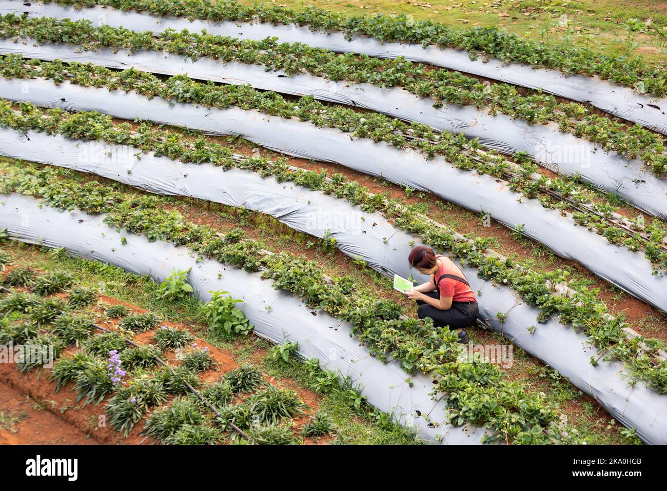 les agriculteurs utilisent des films en plastique pour la lutte contre les mauvaises herbes dans les potagers. Banque D'Images