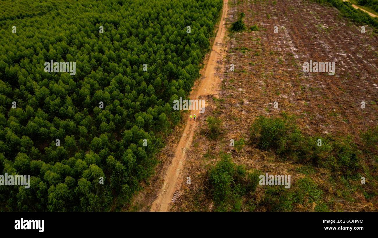 Les biologistes sur le terrain examinent les forêts d'eucalyptus avec des données pour la recherche. Les ingénieurs de l'environnement, hommes et femmes, font des recherches avec records i Banque D'Images