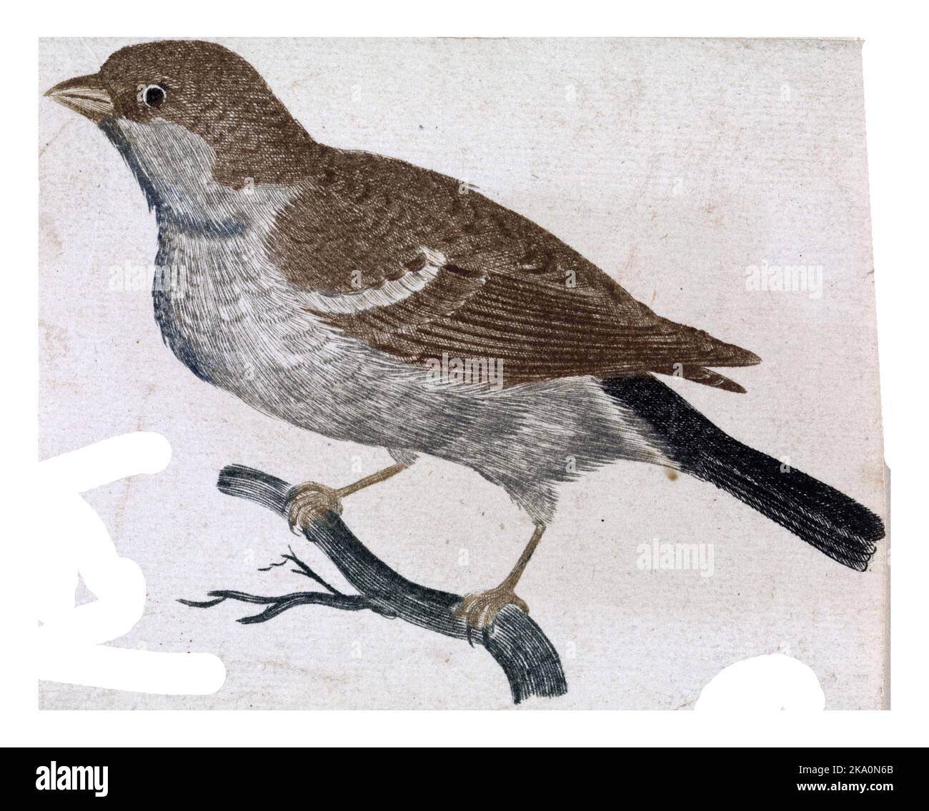 Sparrow sur une branche à gauche, anonyme, 1688 - 1698 Vintage gravé. Banque D'Images