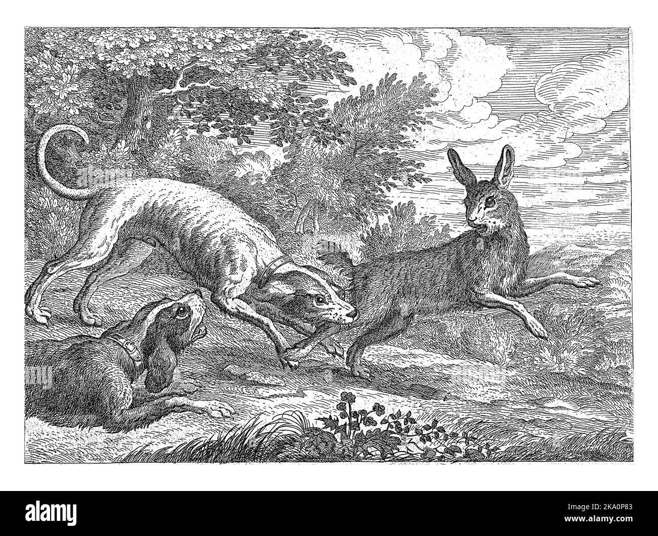 Deux chiens chassent un lièvre. Cet imprimé fait partie d'une série de dix tirages avec différents animaux. Banque D'Images