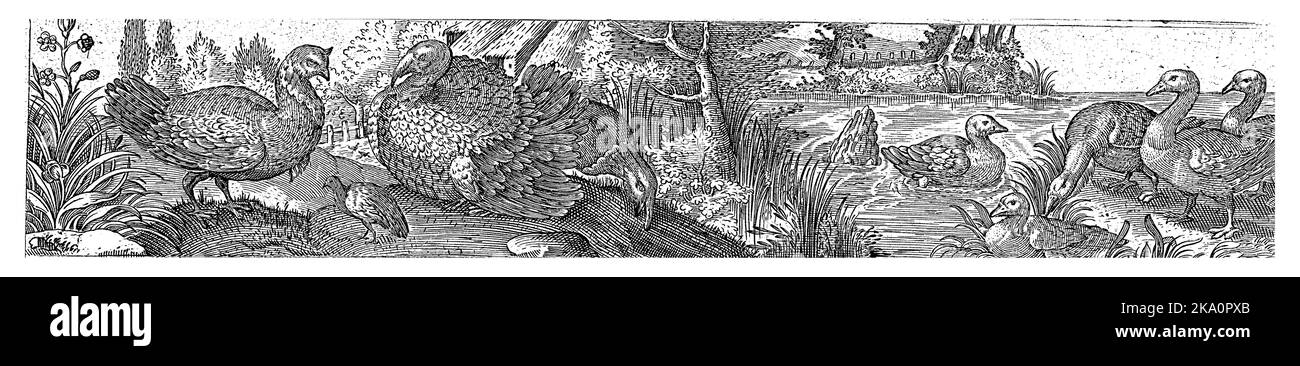 Sur la droite, cinq canards dans et près de l'eau. À gauche se trouvent deux dindes et un petit oiseau. Numéro 1 d'une série de 12 feuilles numérotées. Banque D'Images