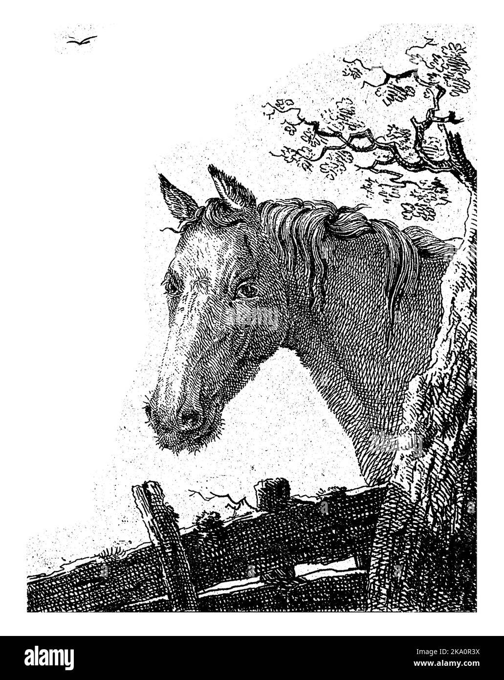 Tête d'un cheval à gauche. Un arbre à droite, sous le haut d'une clôture. Banque D'Images