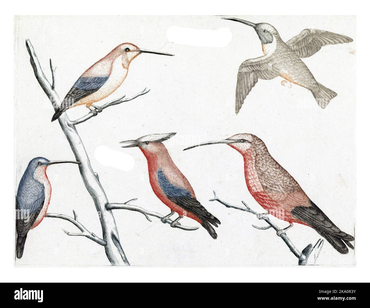 Cinq espèces différentes d'oiseaux-mouches, anonymes, 1688 - 1698 cinq espèces différentes d'oiseaux-mouches. En outre, le nom en latin et en français. Banque D'Images