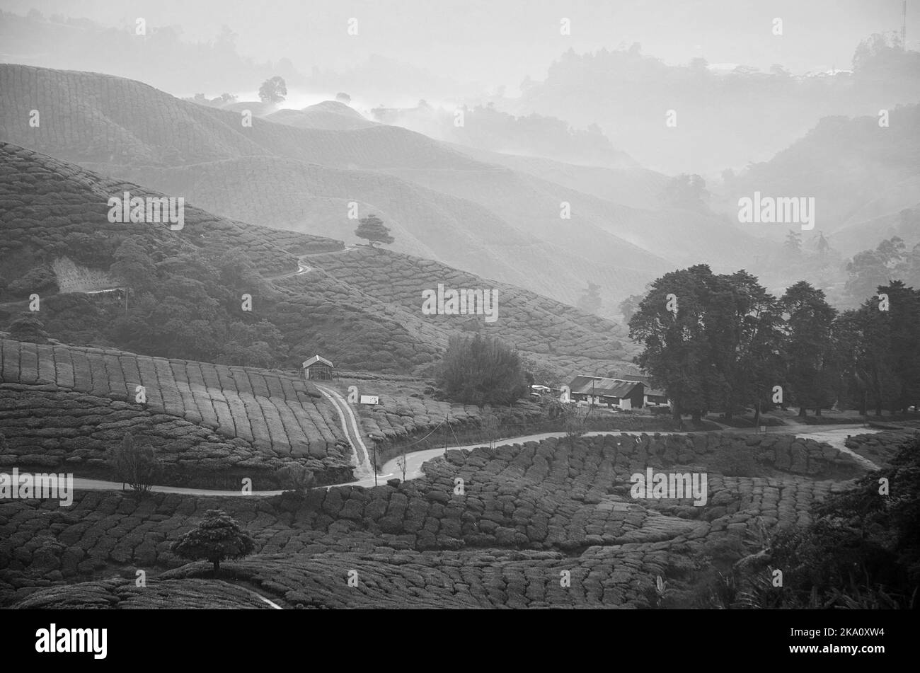 L'image du barbouillage de beau lever voir à la plantation de thé, Cameron Highland Banque D'Images