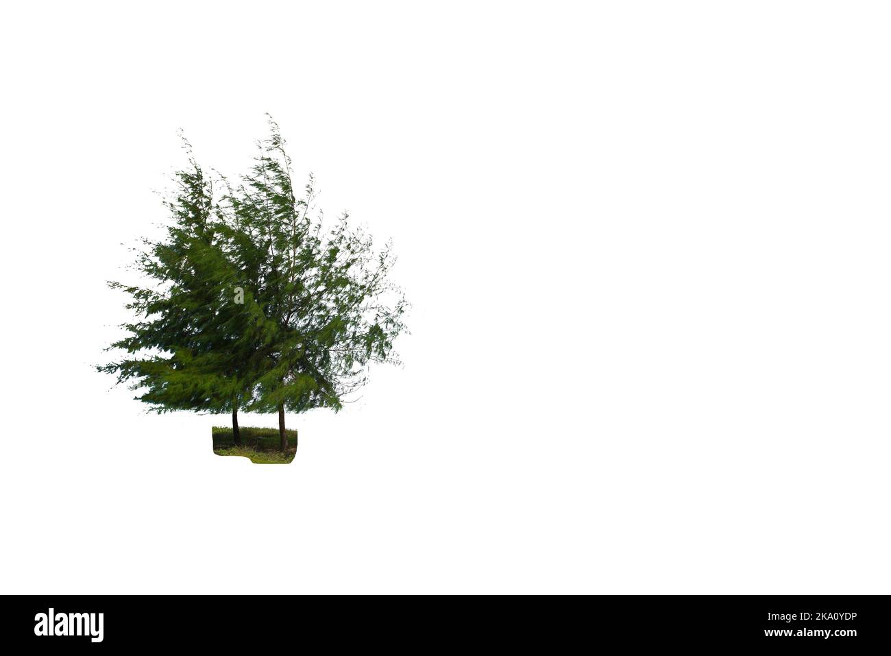 Vue d'un arbre vert haute résolution isolé sur un fond blanc Banque D'Images