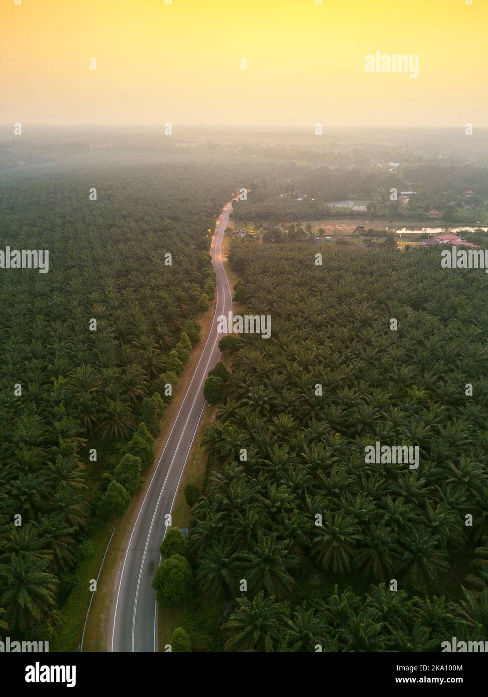 Vue aérienne de la plantation de palmiers verts au lever du soleil Banque D'Images