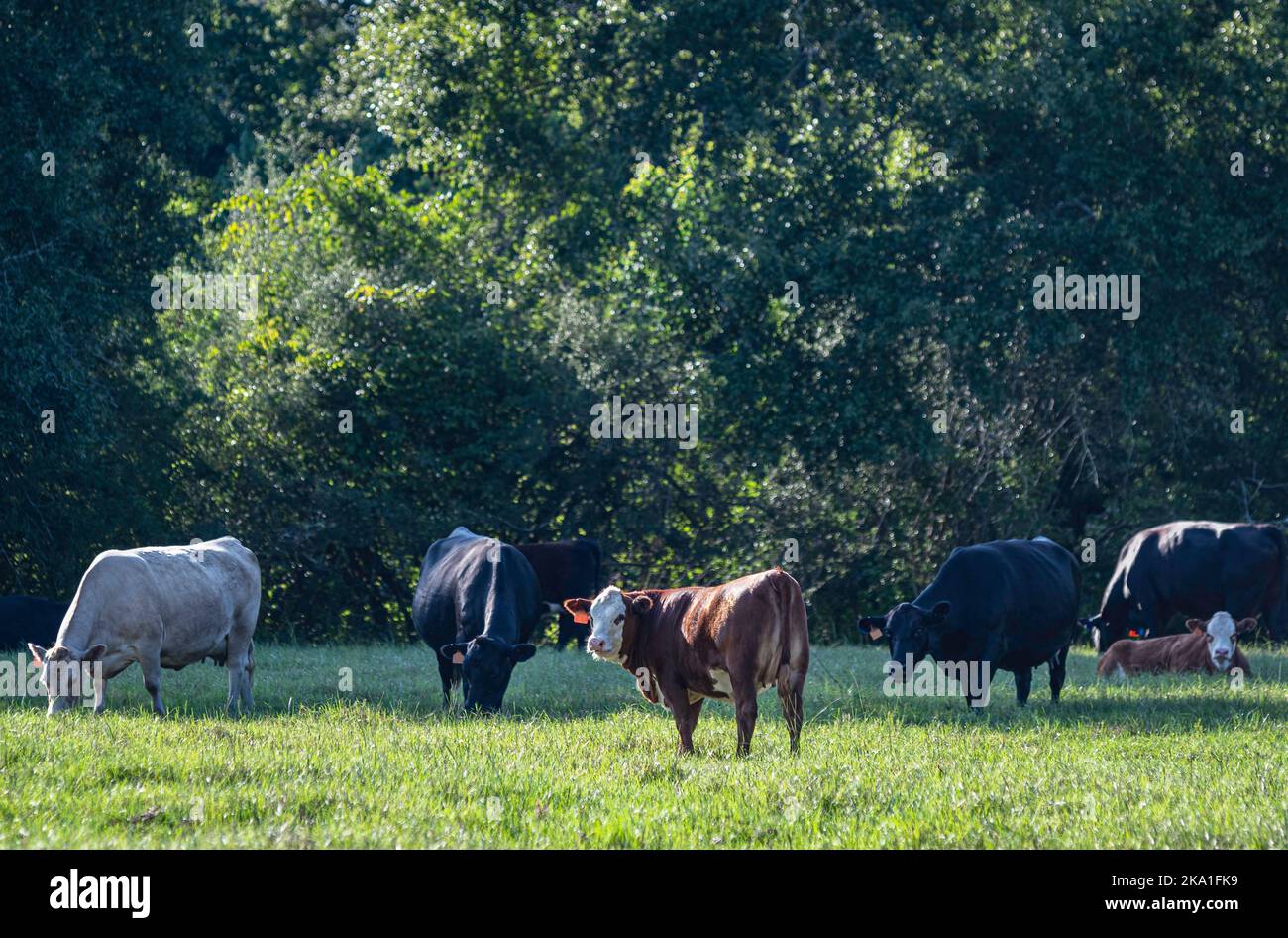 Diverses races de bovins de boucherie dans un pâturage ensoleillé de l'Alabama en juillet. Banque D'Images