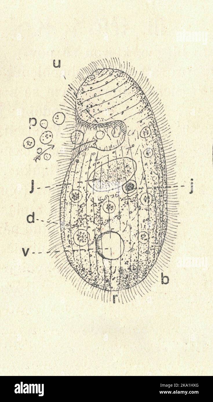 Illustration antique gravée d'un ciliate. Illustration ancienne d'un ciliate. Ancienne photo. Illustration du livre publiée 1907. Les ciliates sont un groupe d'alvéolates caractérisés par la présence d'organelles ressemblant à des cheveux appelées cilia, qui sont identiques en structure à la flagelle eucaryote, mais sont en général plus courts et présents en beaucoup plus grand nombre, avec un modèle ondulant différent que la flagelle. Les cilia se produisent dans tous les membres du groupe (bien que les particulière Suctoria ne les ont que pour une partie de leur cycle de vie) et sont utilisés de façon variable dans la natation, rampant, attachement, alimentation, et senpatio Banque D'Images