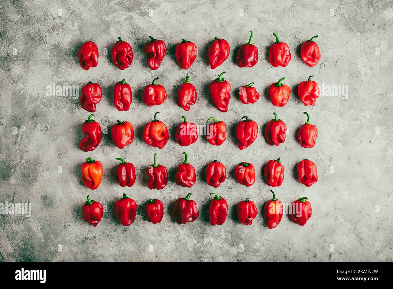 Rangées de poivrons rouges Habanero sur une surface en béton gris. Vue de dessus Banque D'Images