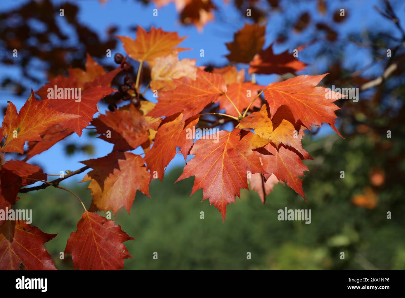 Sorbus torminalis, Wild Service Tree, Rosaceae. Une plante sauvage en automne. Banque D'Images