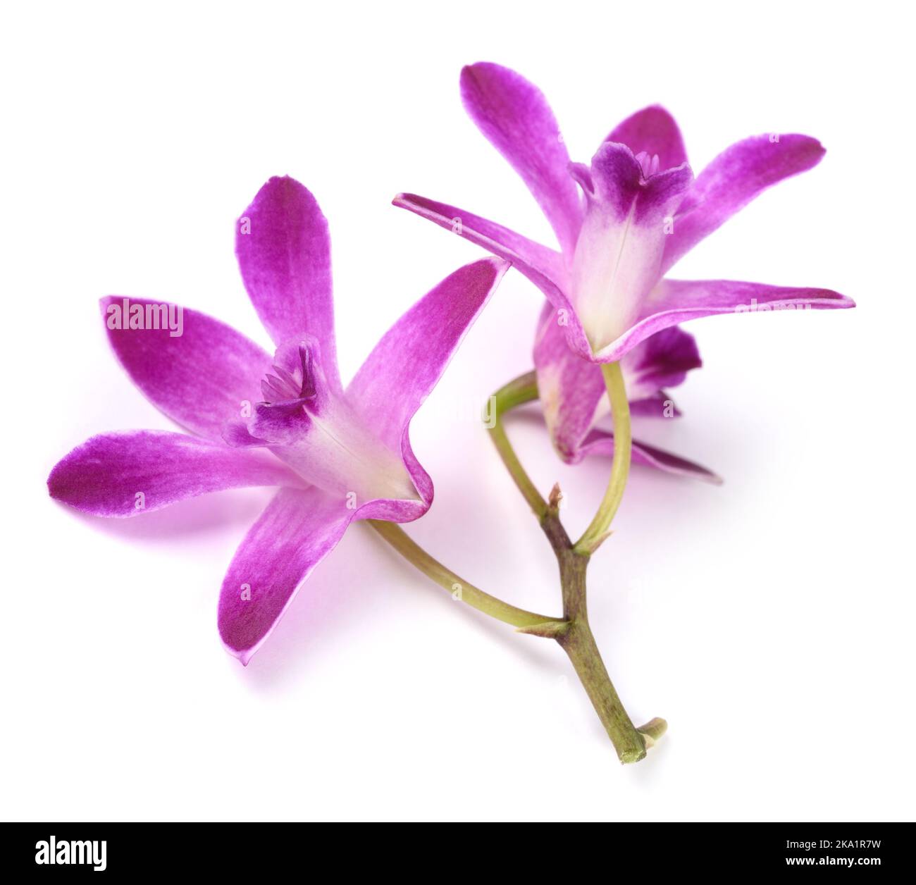 Orchidée rocheuse rose isolée sur fond blanc Banque D'Images