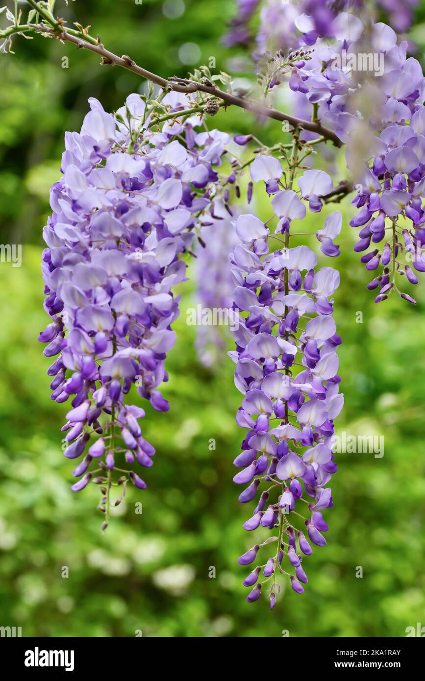 Fleurs de wisteria suspendues au printemps Banque D'Images