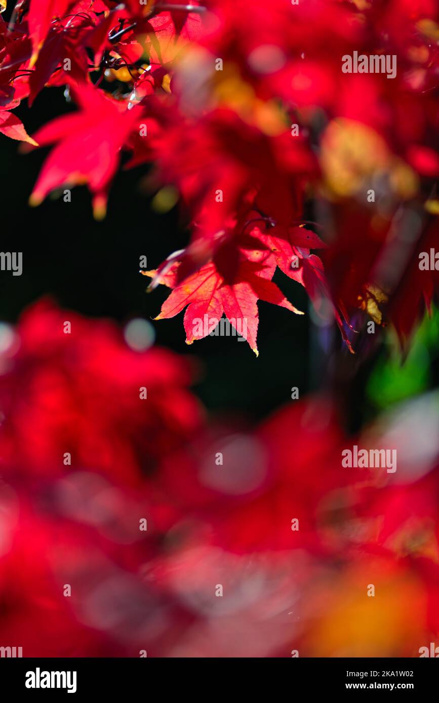 Feuillage d'automne coloré d'acer palmatum, érable japonais Banque D'Images