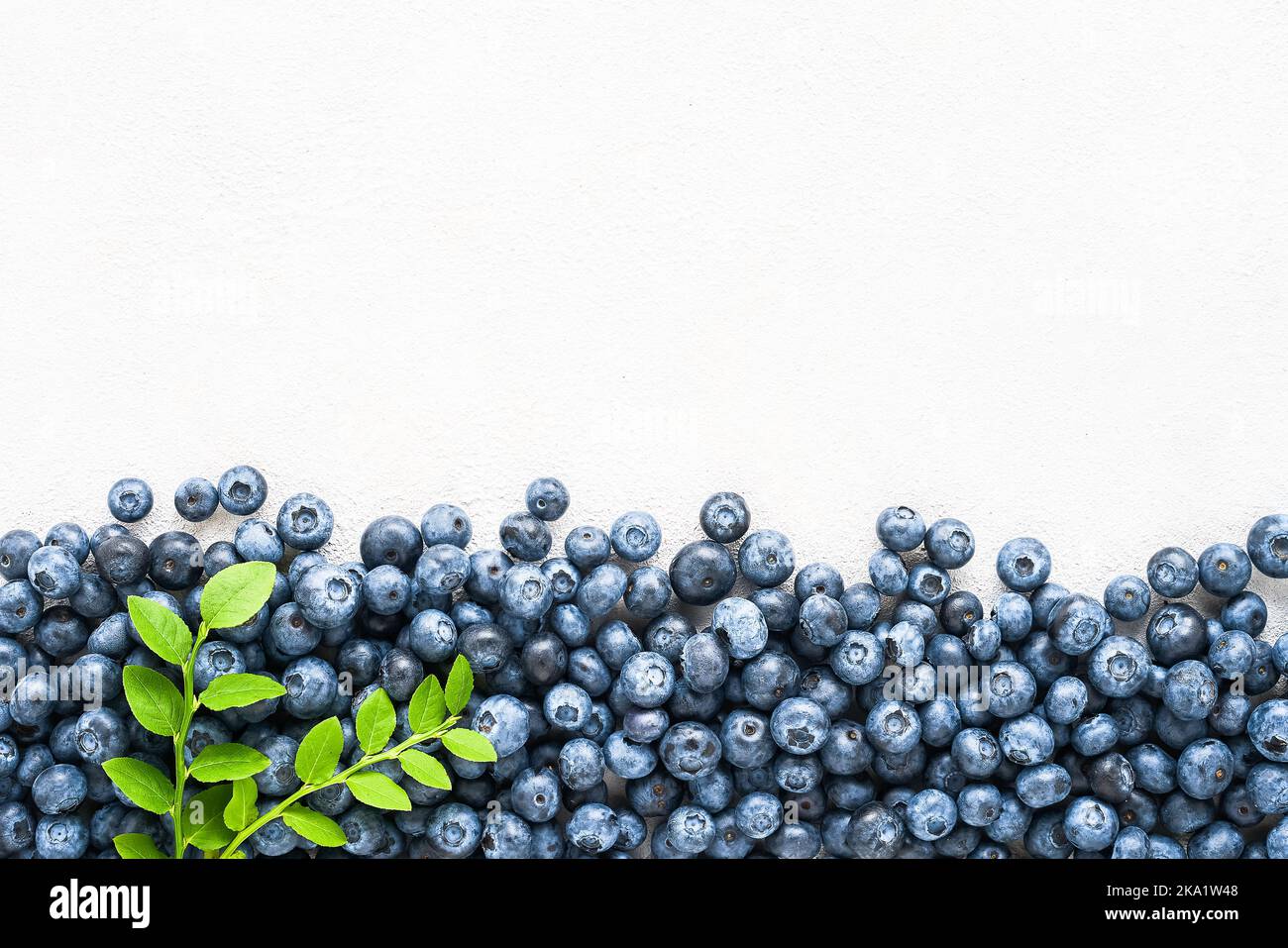 Bleuets frais avec feuilles sur fond blanc en béton avec espace de copie pour le texte. Concept d'été. Pose à plat Banque D'Images