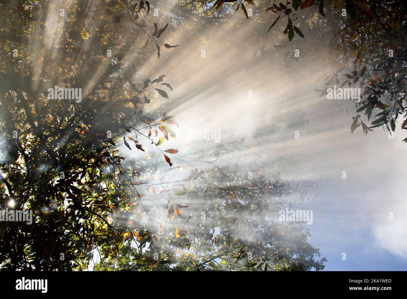 Documentation photographique de l'effet des rayons du soleil passant par la fumée lors d'un incendie de forêt Banque D'Images