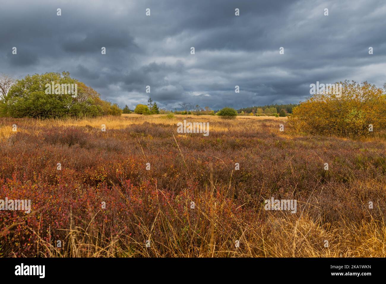Champ ouvert, les soi-disant hauts fens dans les Ardennes de Belgique lors d'une belle journée d'automne avec un ciel spectaculaire Banque D'Images