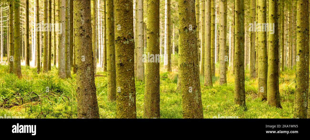 Troncs d'arbres dans un après-midi d'automne ensoleillé créant une atmosphère magique dans la forêt des Ardennes belges Banque D'Images