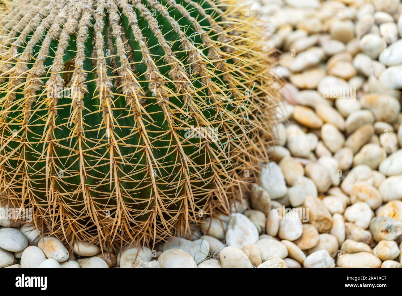 Gros plan d'une grande forme ronde ou cactus cylindrique avec pierres de galet blanc, lumière chaude, espace pour le texte. Banque D'Images