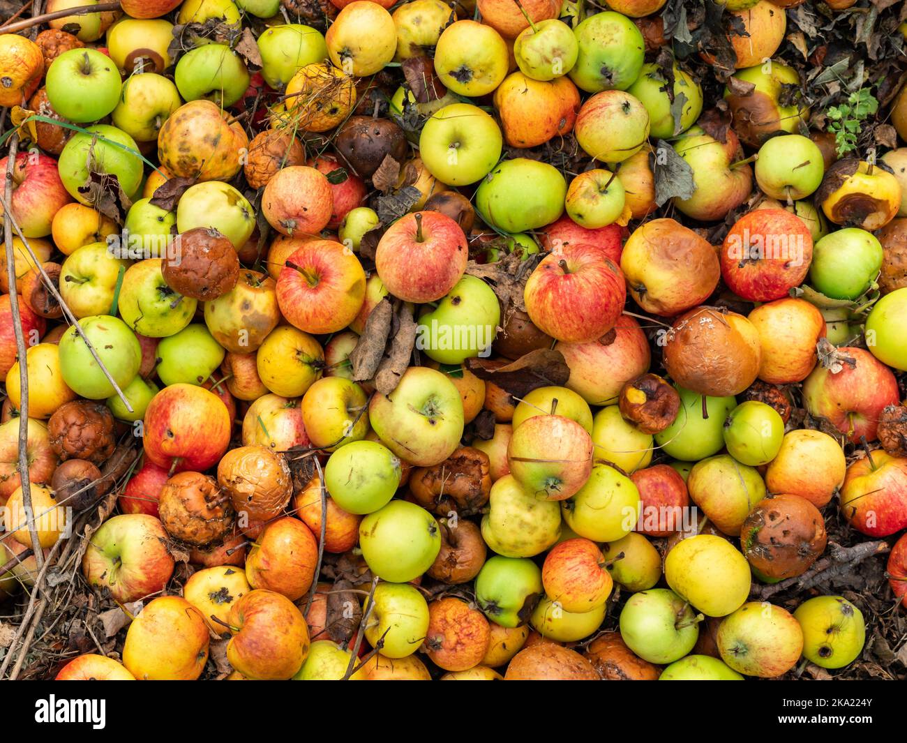 Déchet alimentaire et biomasse Banque de photographies et d’images à haute résolution Alamy