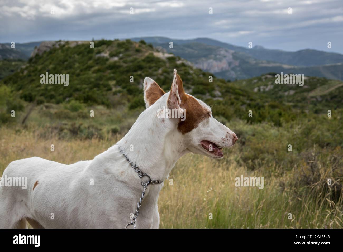 Posenco Ibicenco - blanc Ibizan Warren Hound de taille moyenne des gryhounds descendaient de chiens de l'Égypte ancienne. Race ancienne et pure Banque D'Images