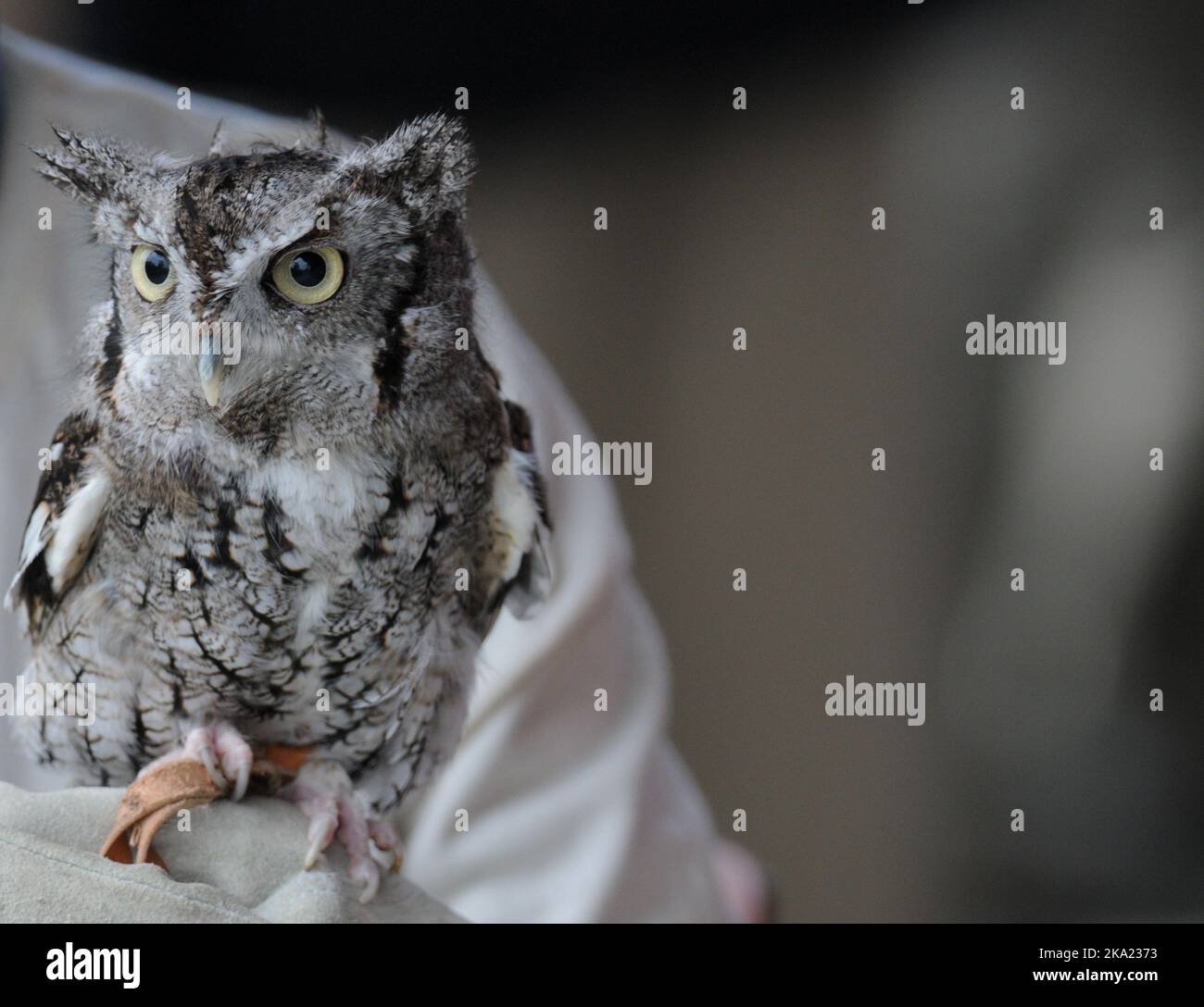 Screech Owl tenu par l'exposant Banque D'Images