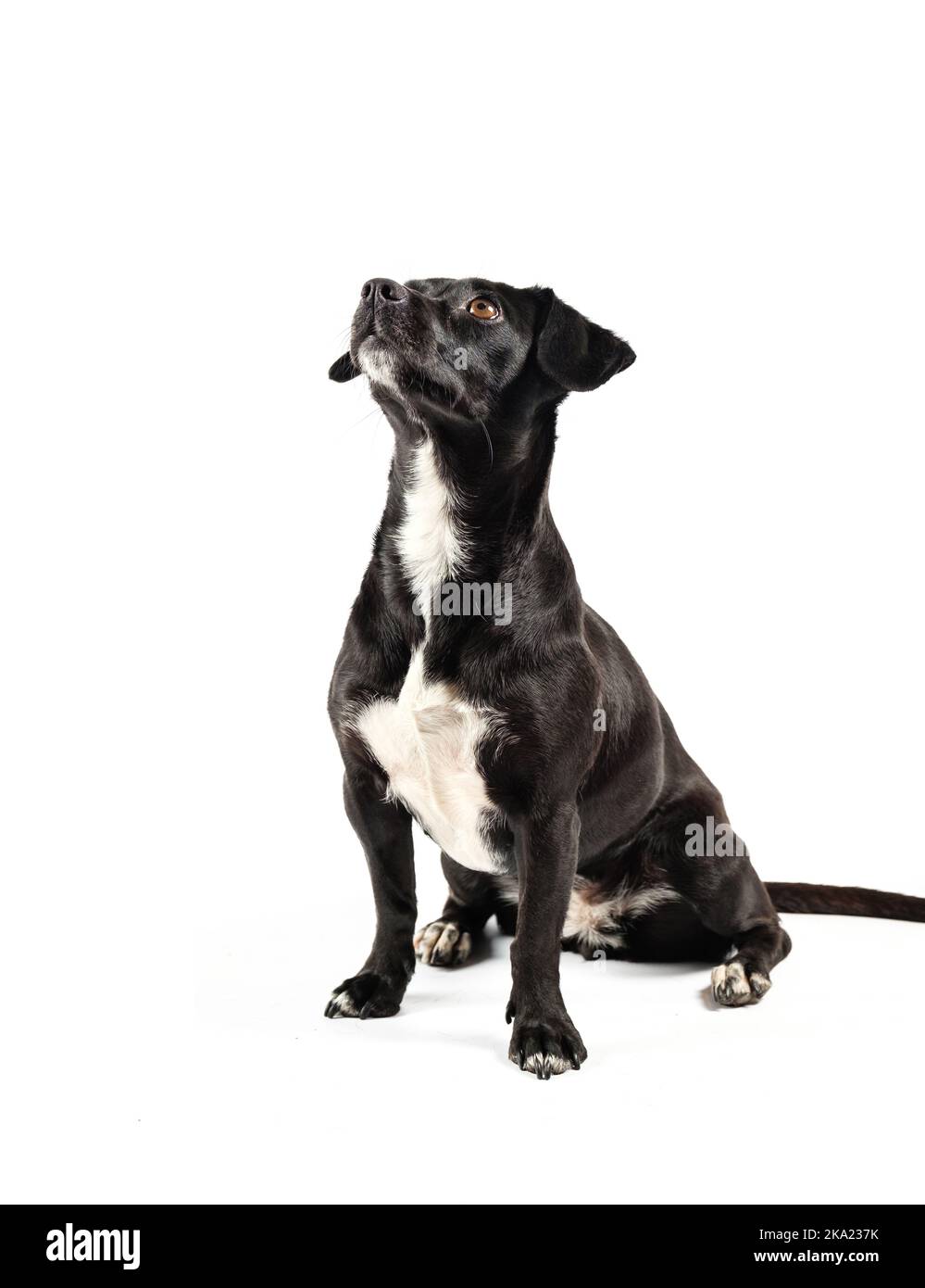 chien noir de petite taille, chien mixte à l'aspect curieux et isolé sur fond blanc Banque D'Images
