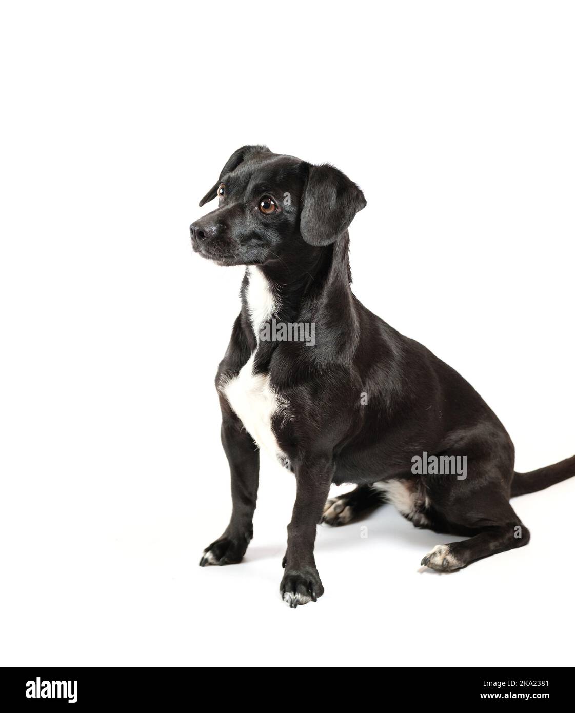 petit chien obéissant assis et toujours sur fond blanc isolé Banque D'Images