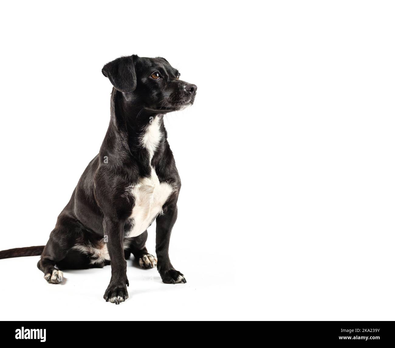 chien noir de petite taille, chien mixte à l'aspect curieux et isolé sur fond blanc Banque D'Images