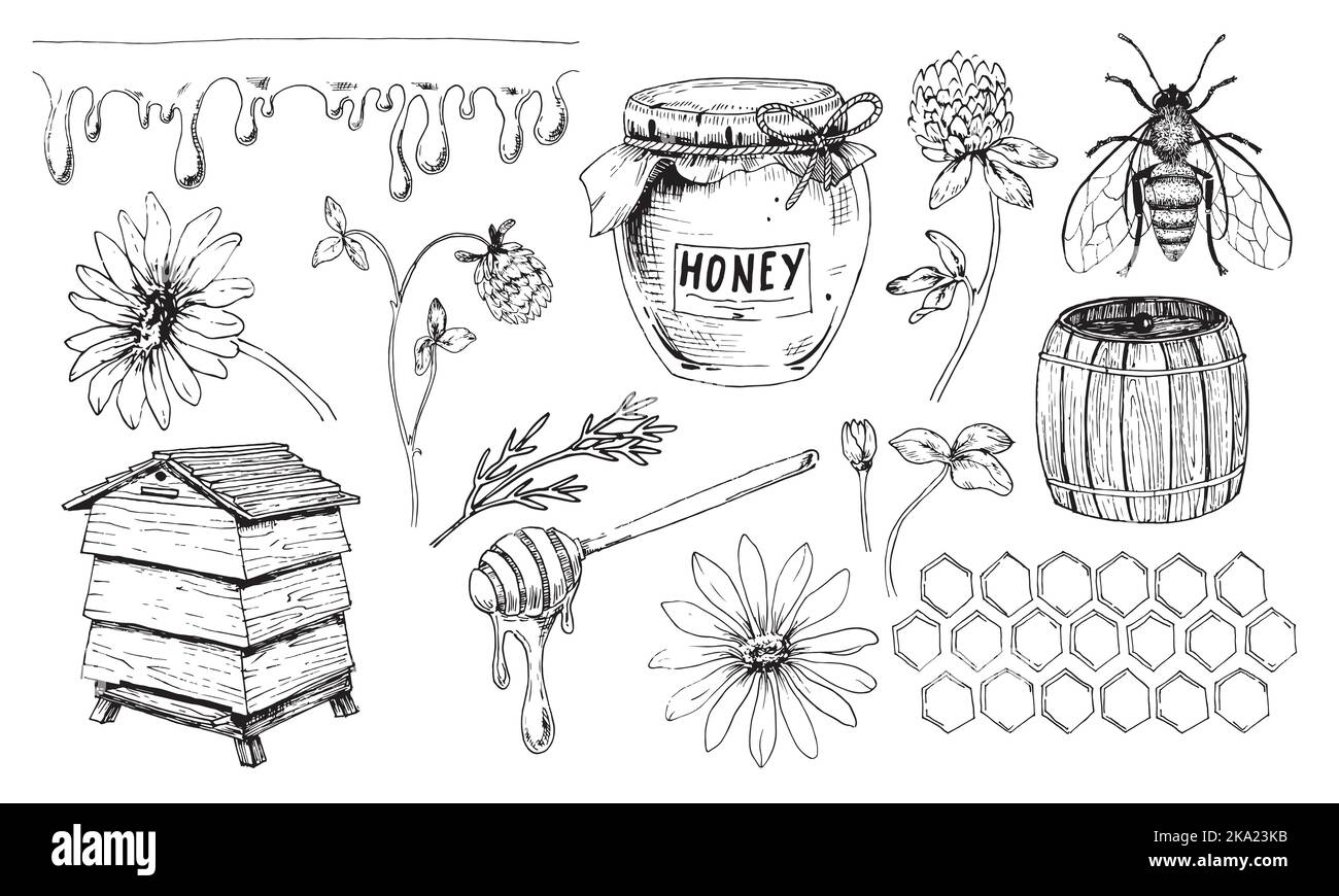 Ensemble de vecteur de miel. Dessin de bocal et Honeybee. Croquis de ruche et de cuillère à égoutter. Fleurs sauvages camomille et trèfle pour la production dans le style vintage dessiné à la main sur fond blanc isolé Illustration de Vecteur