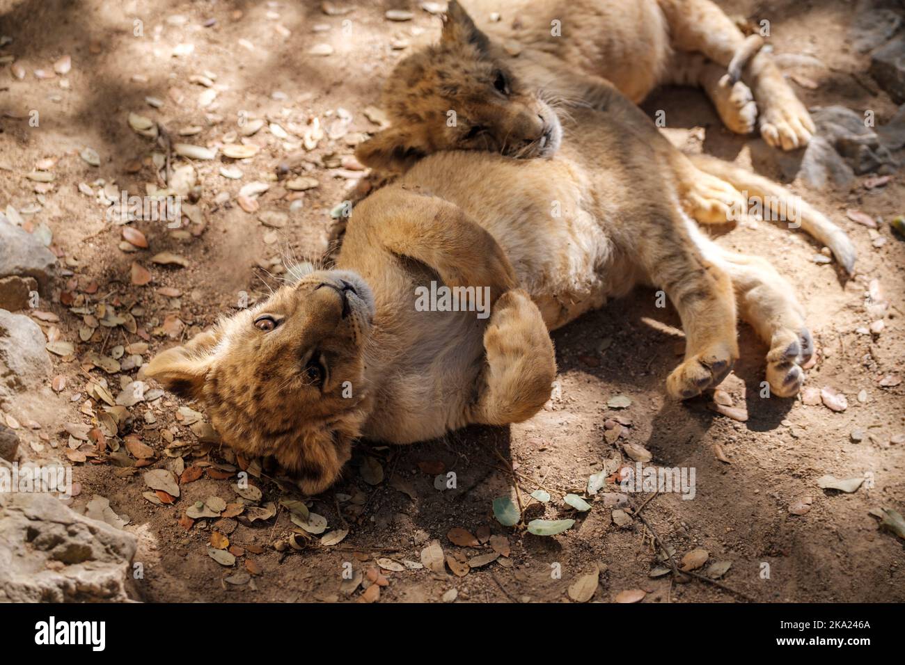 2 oursons de lion, bébé mammifère félin reposant l'un sur l'autre Banque D'Images