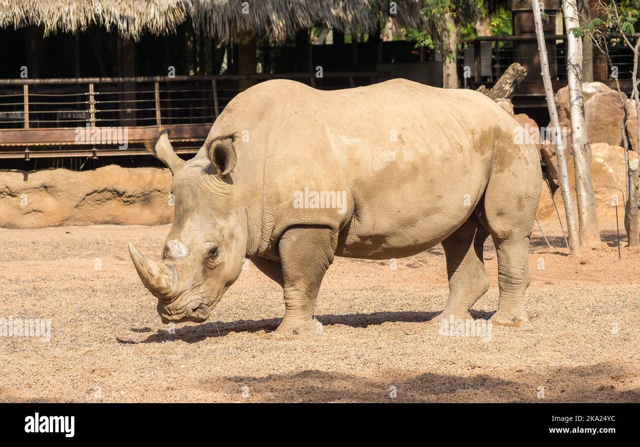Rhinocéros également connu sous le nom de rhinocéros, spécimen Lonely dans un parc bio Banque D'Images