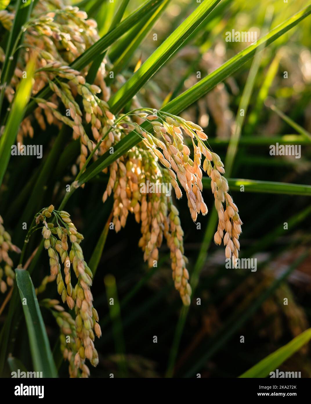 Plante de riz, champ Oryza sativa, graines pour la récolte de nourriture Banque D'Images
