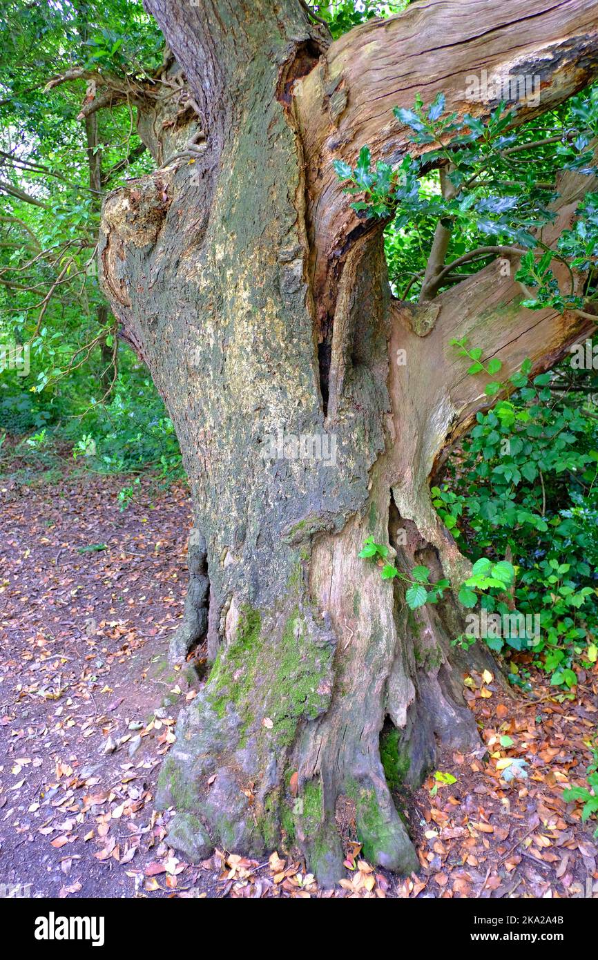 Tronc d'arbre patiné, Cornwall, Royaume-Uni - John Gollop Banque D'Images