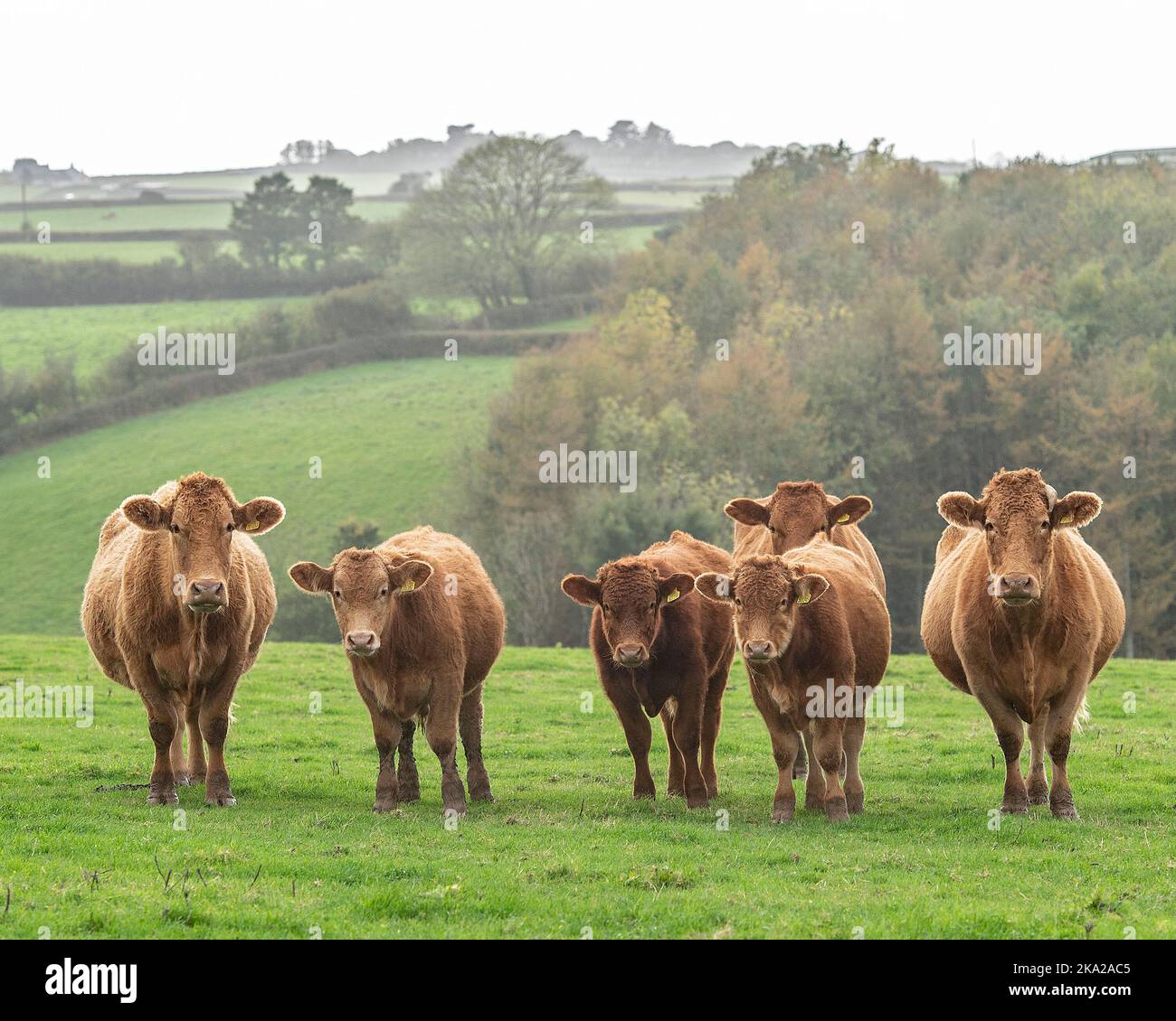 Troupeau de vaches et de veaux du Devon du Sud Banque D'Images