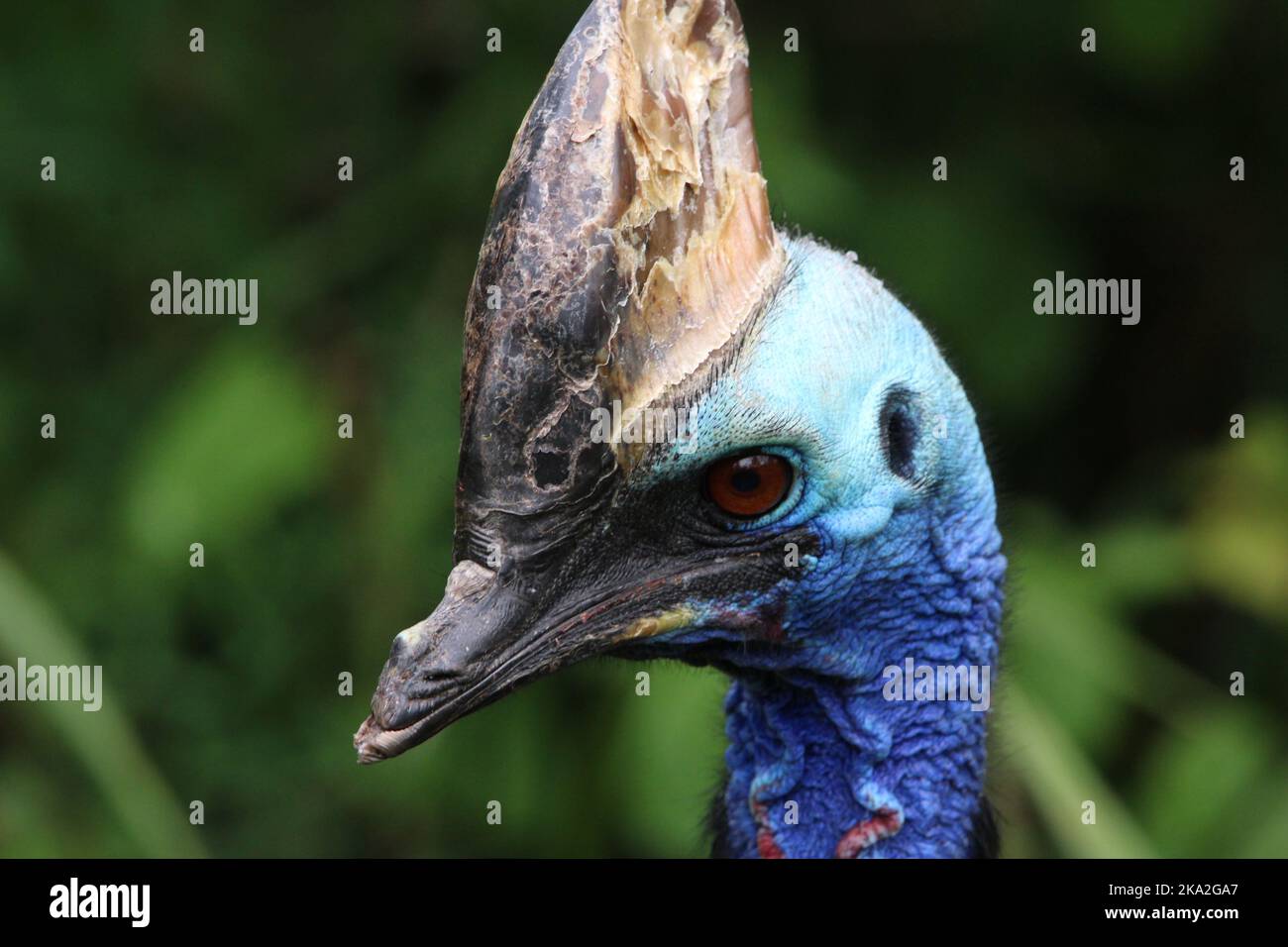 Gros plan d'une casserole du Sud dans une forêt Banque D'Images