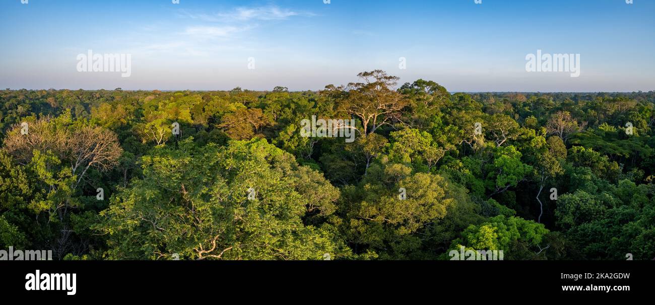 Vue panoramique sur la forêt tropicale amazonienne près de Manaus, État d'Amazonas, Brésil. Banque D'Images