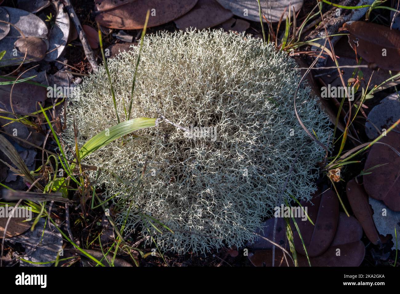 Groupe de lichen au sol. Roraima, Brésil. Banque D'Images