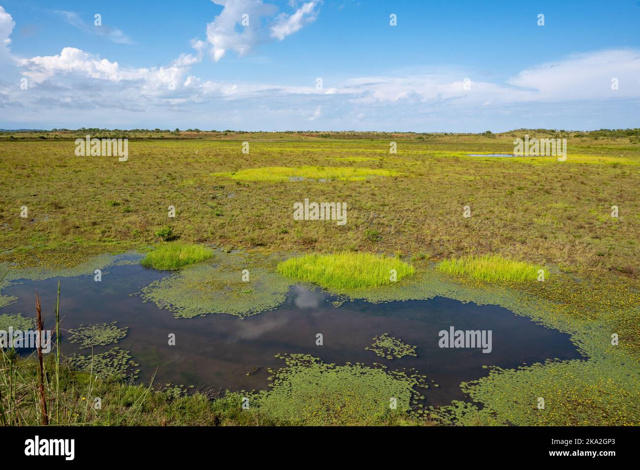 Vastes zones humides ouvertes dans le nord du bassin de l'Amazone. Roraima, Brésil. Banque D'Images