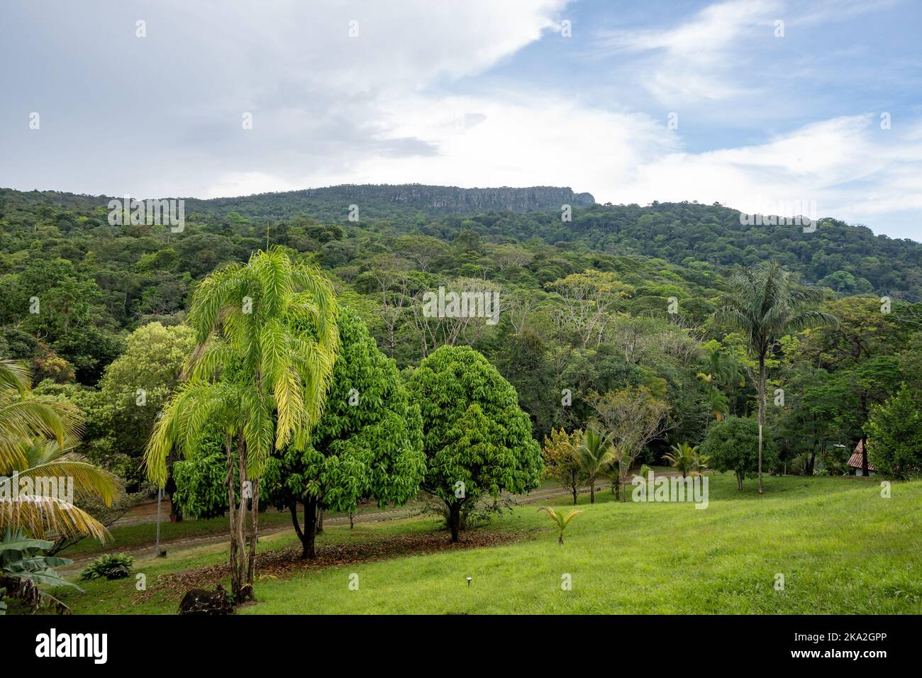 Les montagnes à sommet plat de Tepui se démarquent au-dessus de la forêt tropicale dense. Tepequem, Etat de Roraima, Brésil. Banque D'Images